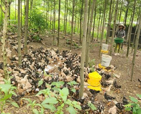HTX Gà đồi Ba Vì - Ảnh 2