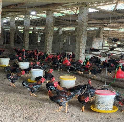 HTX Gà đồi Ba Vì - Ảnh 3
