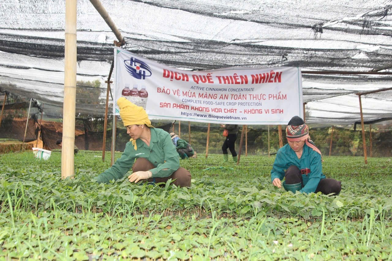HTH Trường Phát