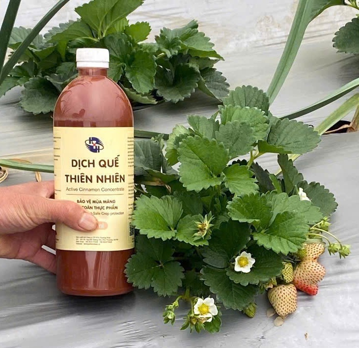 HTH Trường Phát - Ảnh 3